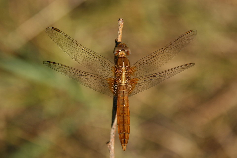 Crocothemis erythraea - skarlát szitakötő