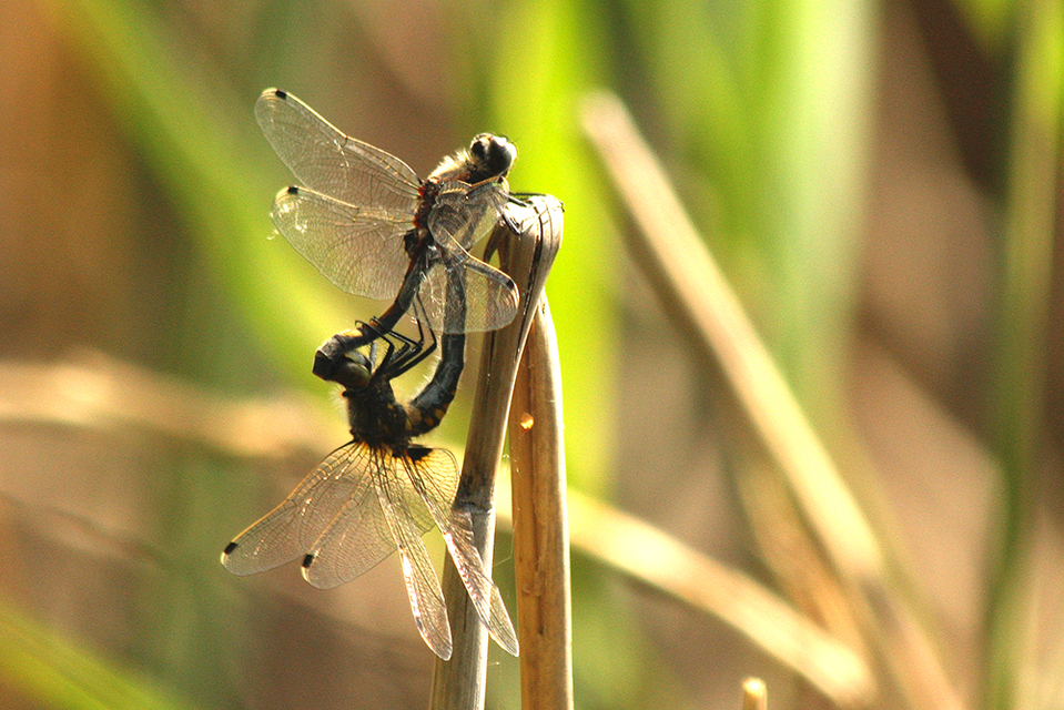 Leucorrhinia pectoralis - lápi álarcos-szitakötő