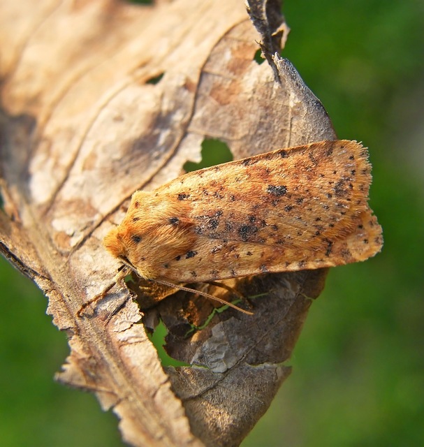 Conistra rubiginea - vörös őszibagoly