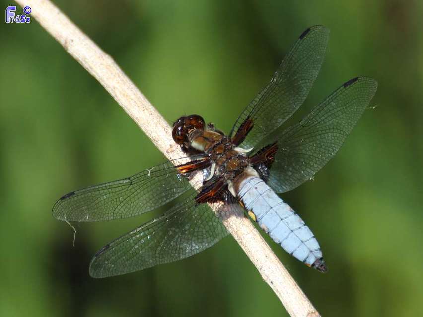 Libellula depressa - széles laposacsa