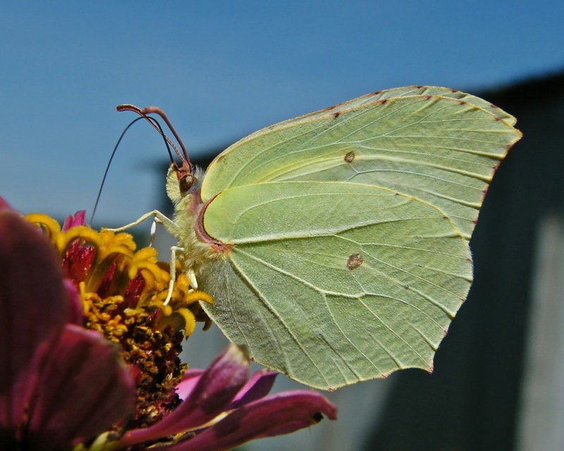 Gonepteryx rhamni - citromlepke