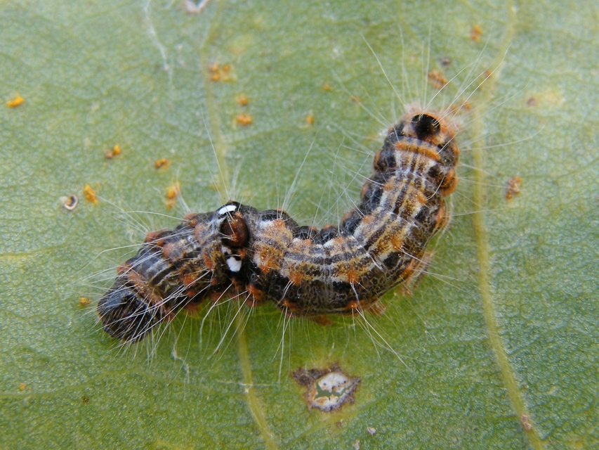 Clostera anachoreta - tarka levélszövő