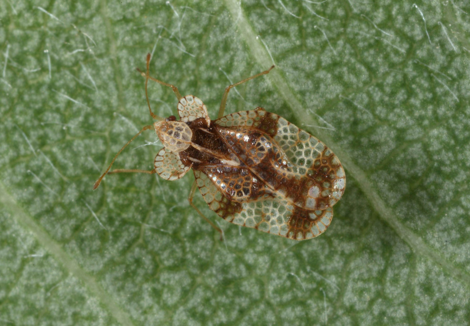 Stephanitis pyri - körte-csipkéspoloska