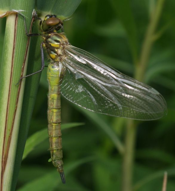 Somatochlora flavomaculata - sárgafoltos smaragdszitakötő