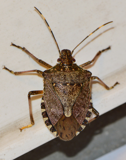 halyomorpha halys - Halyomorpha halys
