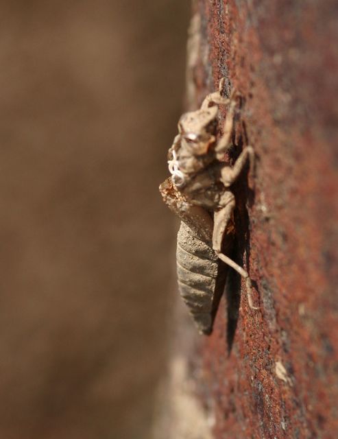 Gomphus flavipes - sárgalábú folyami-szitakötő