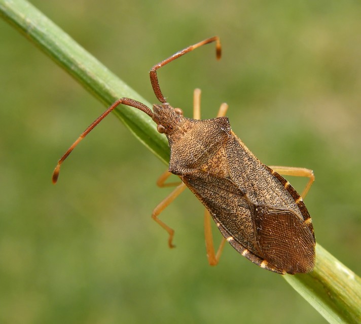 Gonocerus acuteangulatus - aranypetés karimáspoloska