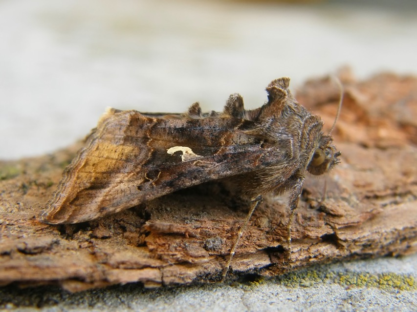 Autographa gamma - gammalepke