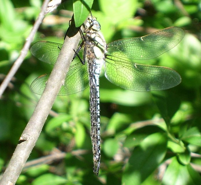 Brachytron pratense - szőrös karcsúacsa