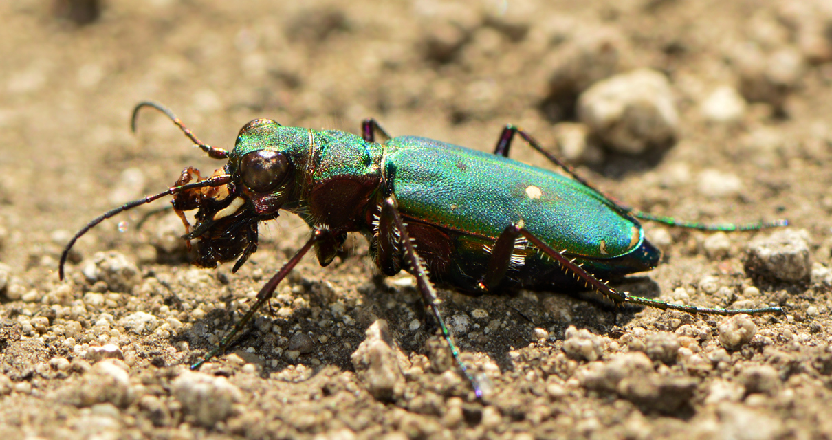 Cicindela campestris - mezei homokfutrinka