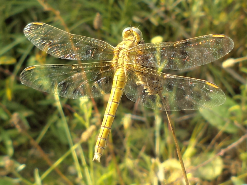Orthetrum coerulescens - karcsú pásztorszitakötő