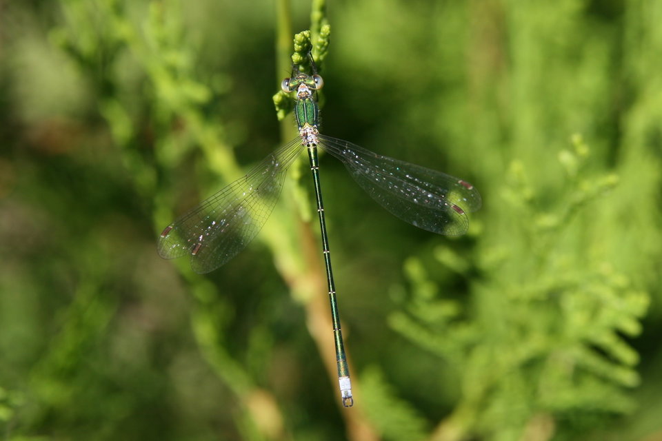 Lestes virens