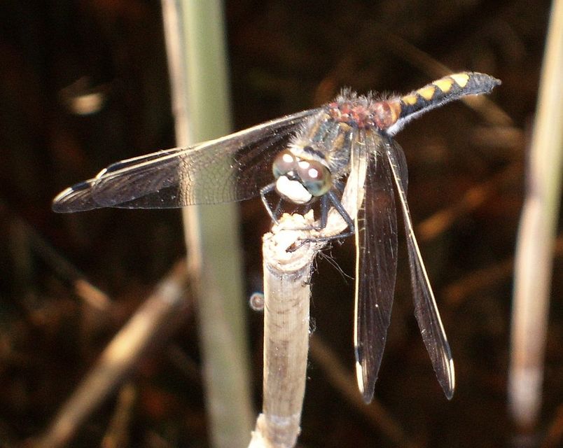 Leucorrhinia pectoralis - lápi álarcos-szitakötő