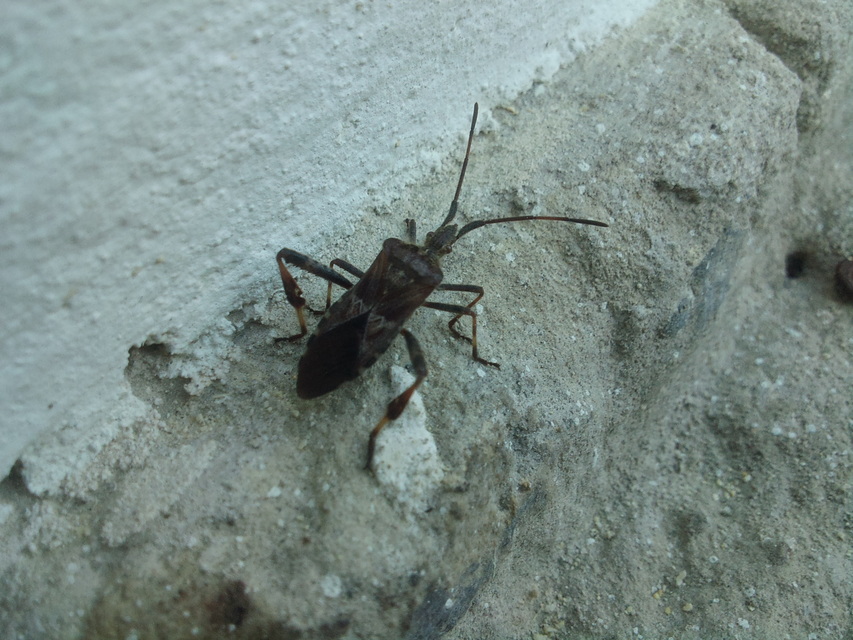 Leptoglossus occidentalis - nyugati levéllábú poloska Leptoglossus occidentalis - nyugati levéllábú poloska