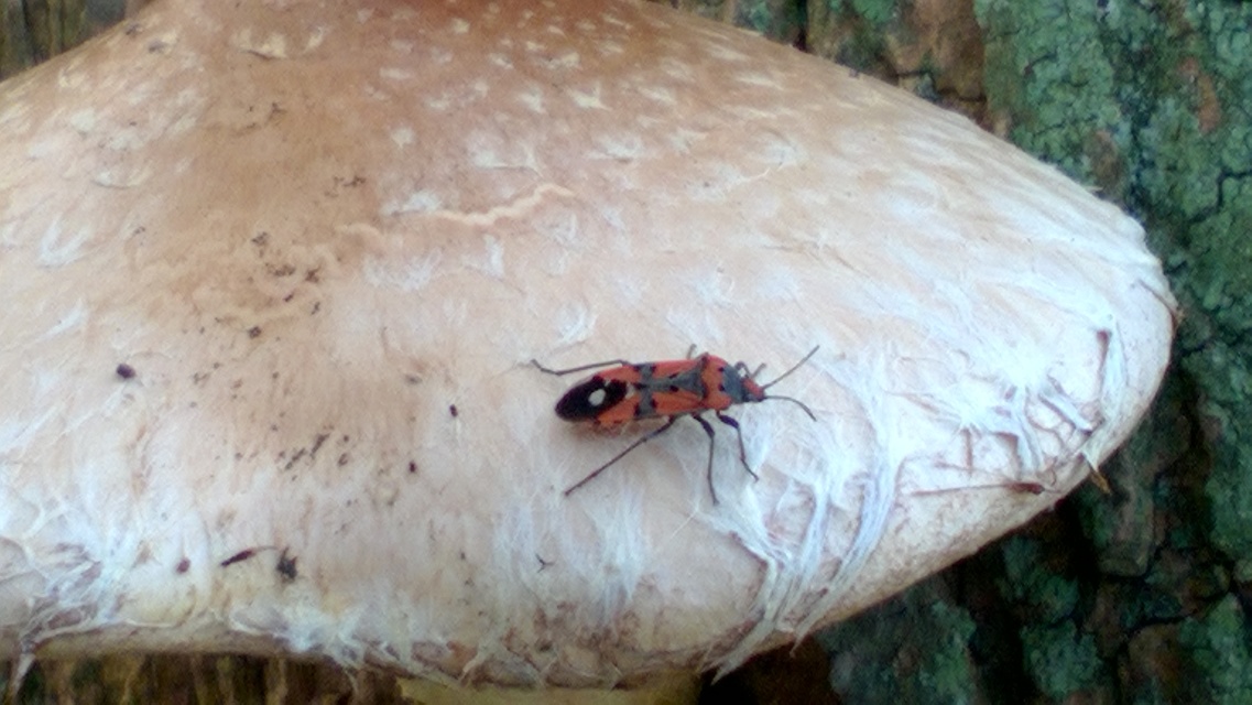 Lygaeus equestris/simulans