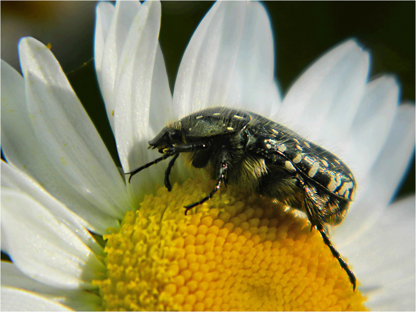 Oxythyrea funesta - sokpettyes virágbogár