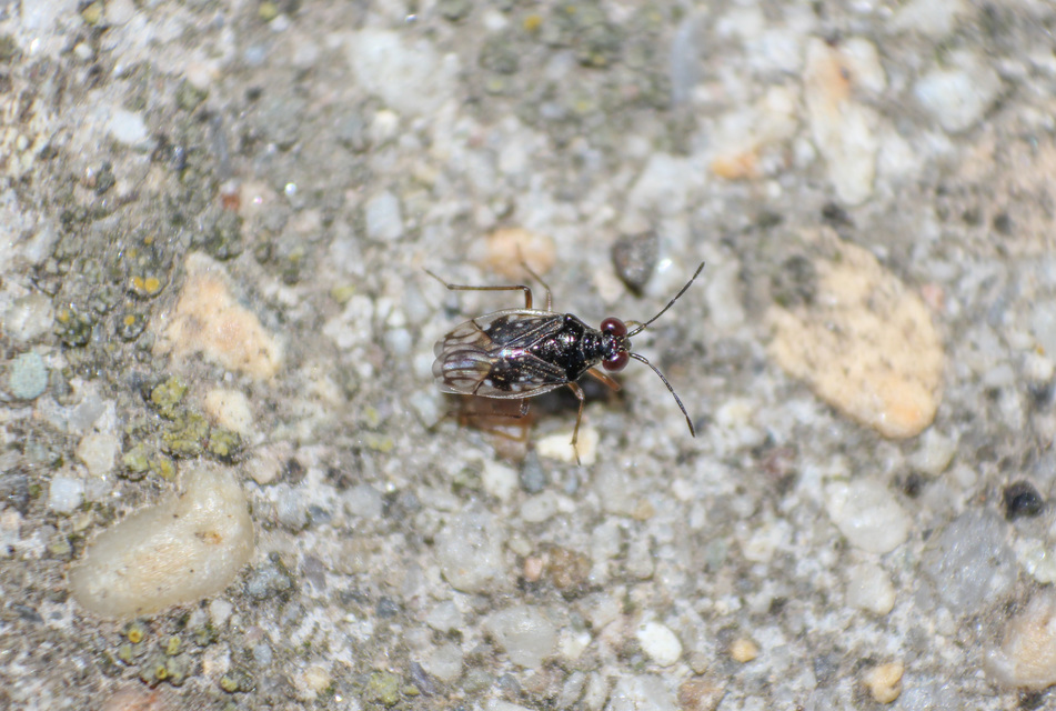 Chartoscirta