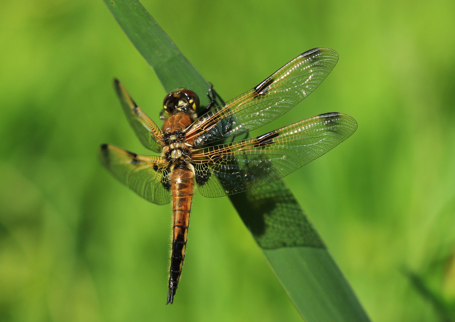 Libellula quadrimaculata - négyfoltos laposacsa