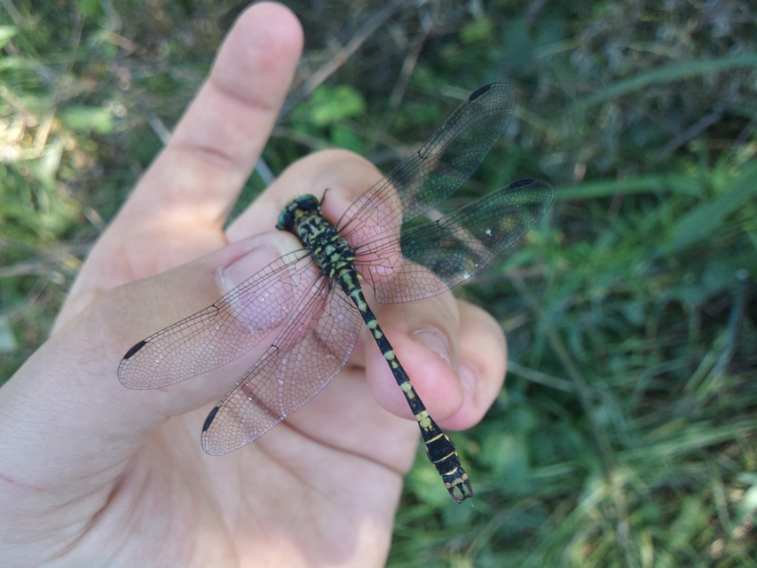 Onychogomphus forcipatus - gyűrűs folyami-szitakötő