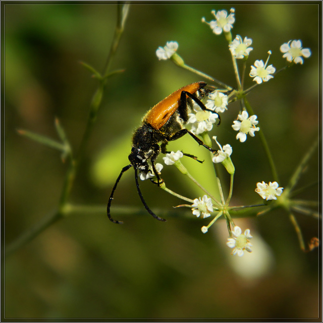 Stictoleptura fulva - vörhenyes virágcincér