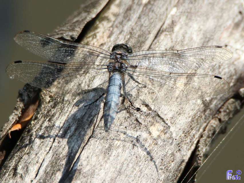 Orthetrum cancellatum - feketefarkú pásztorszitakötő