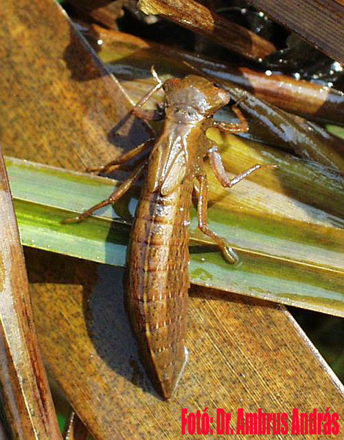 Brachytron pratense - szőrös karcsúacsa