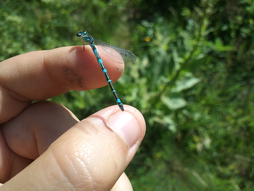 Coenagrion scitulum - mediterrán légivadász