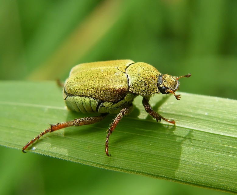 Hoplia dilutipes