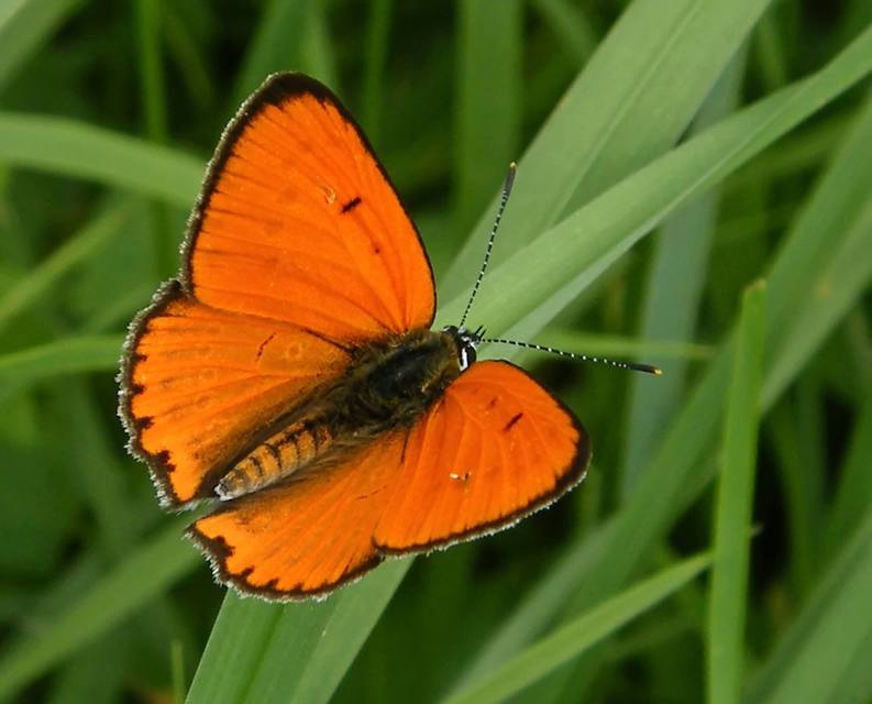 Lycaena dispar rutilus - nagy tűzlepke