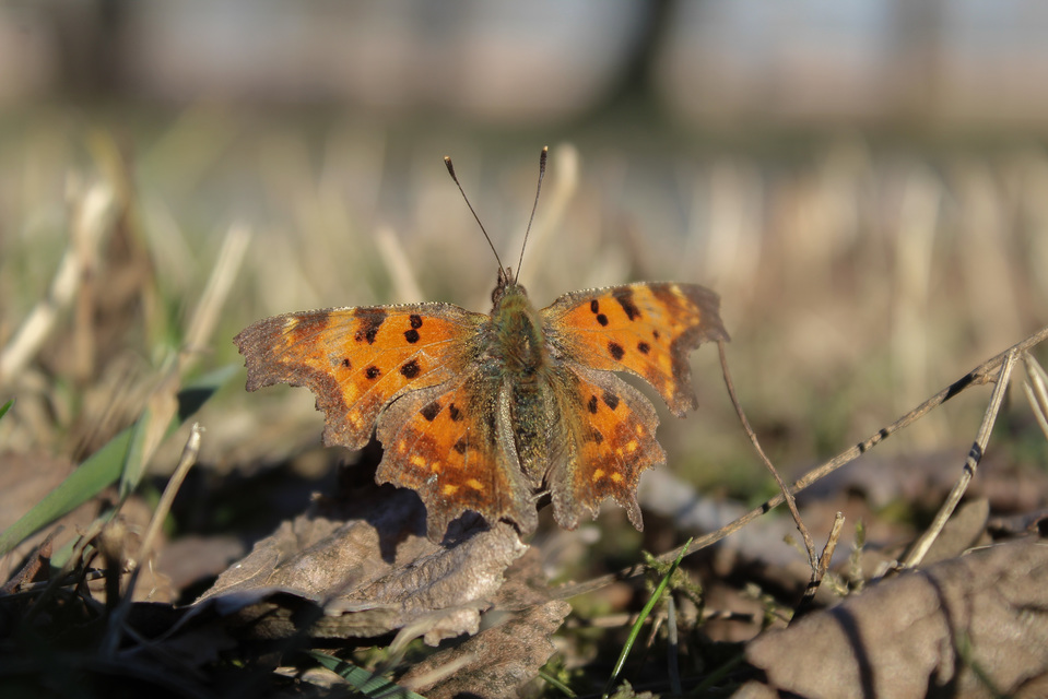 Nymphalis c-album - C-betűs lepke