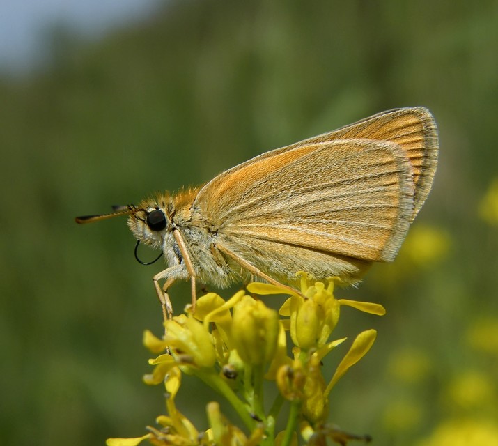Thymelicus lineola - vonalas busalepke