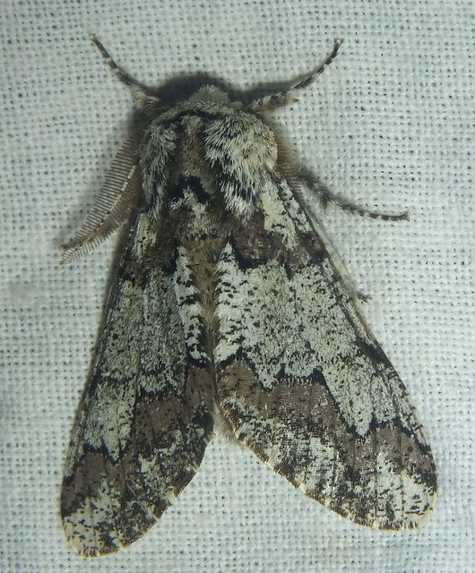 Biston strataria - barnapettyes araszoló