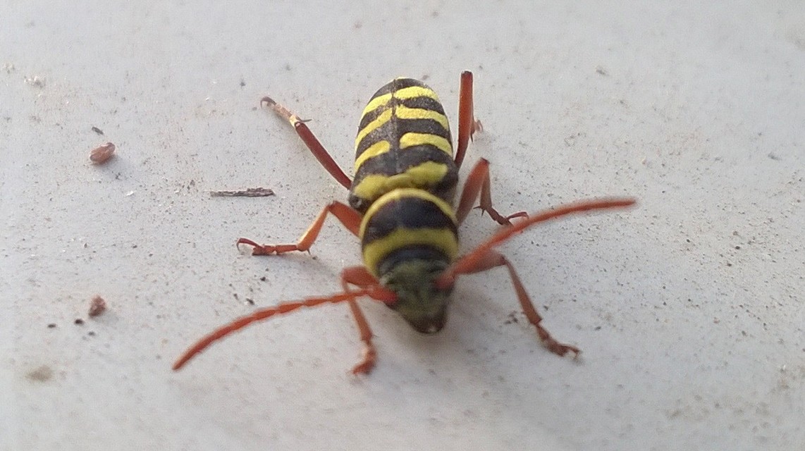 Echinocerus floralis - lucerna-darázscincér