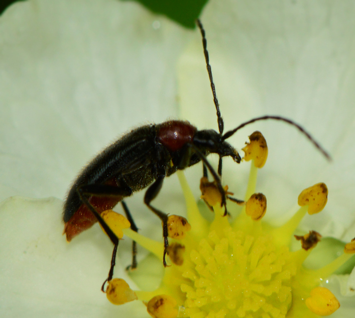 Dinoptera collaris - vörösnyakú virágcincér