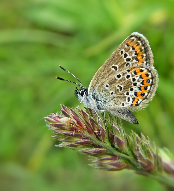 Plebejus argus - ezüstös boglárka