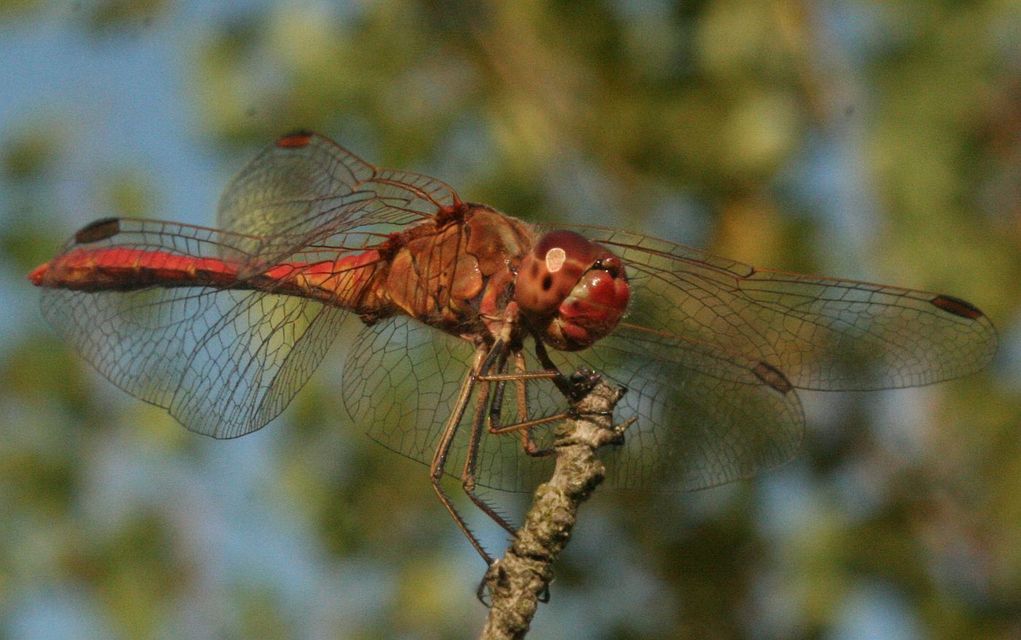 Sympetrum meridionale - fakó katona-szitakötő