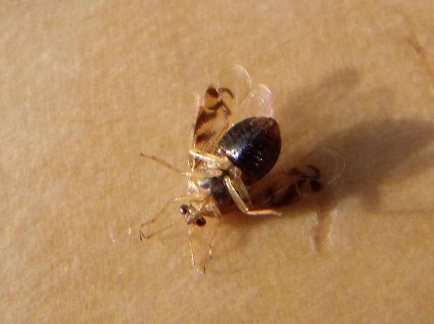 Deraeocoris lutescens - sárgás mezeipoloska