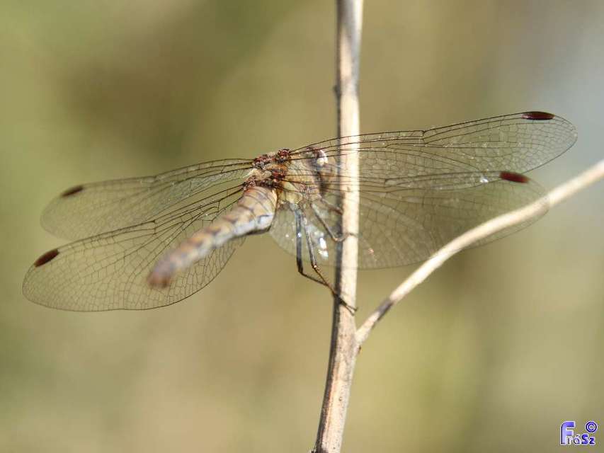 Sympetrum striolatum - harántsávos katona-szitakötő