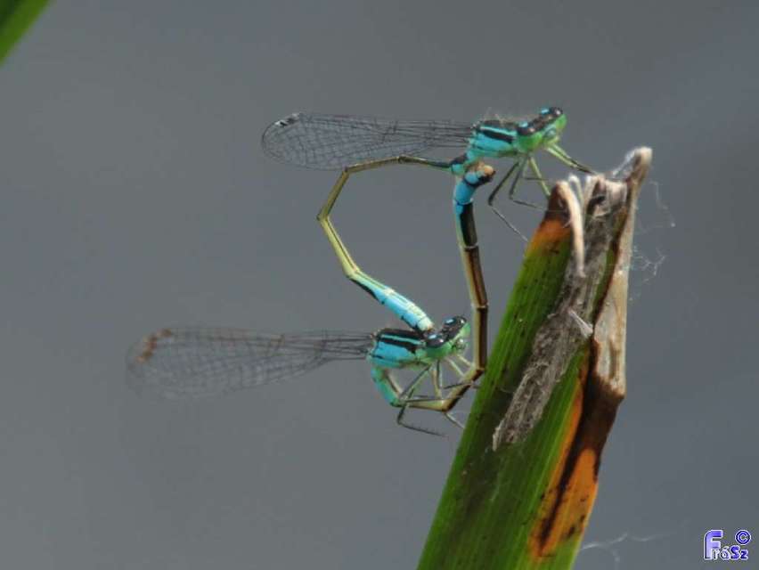 Ischnura elegans