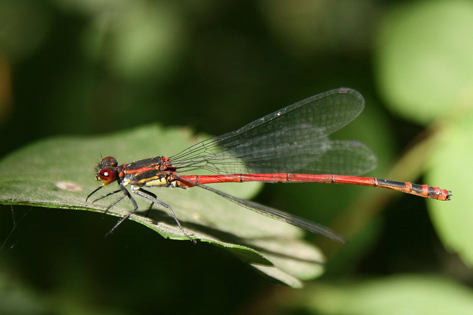 Pyrrhosoma nymphula