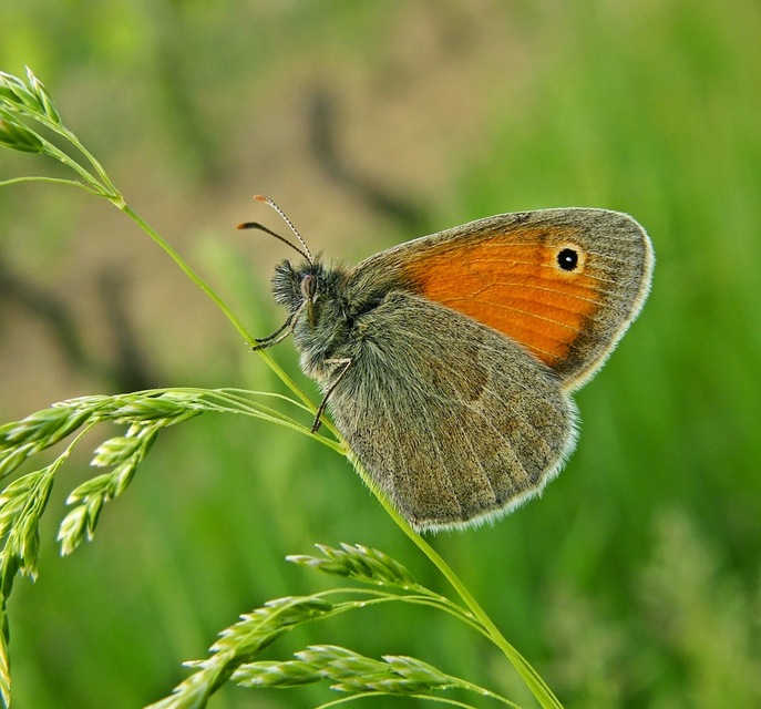 Coenonympha pamphilus - kis szénalepke