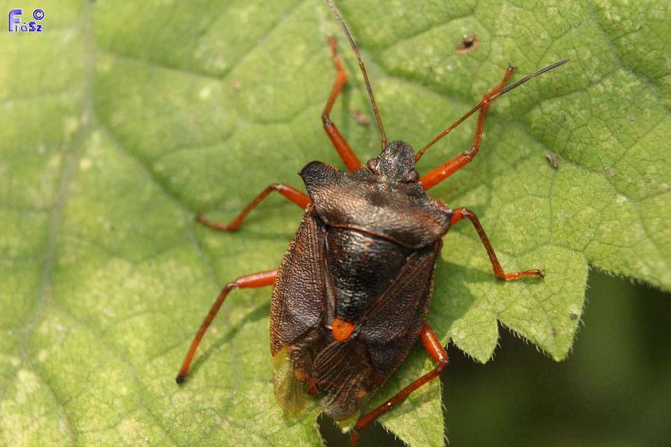 Pentatoma rufipes - vöröslábú címerespoloska Pentatoma rufipes - vöröslábú címerespoloska