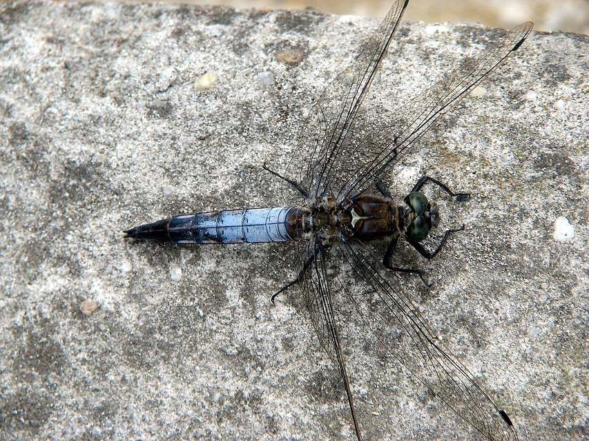 Orthetrum cancellatum - feketefarkú pásztorszitakötő