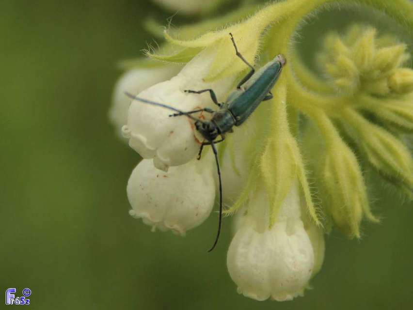 Phytoecia coerulescens - kígyósziszcincér