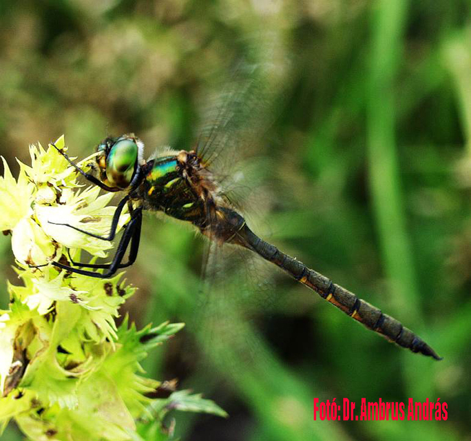 Somatochlora flavomaculata - sárgafoltos smaragdszitakötő