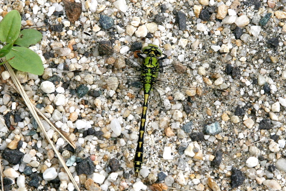 Ophiogomphus cecilia - zöld folyami-szitakötő