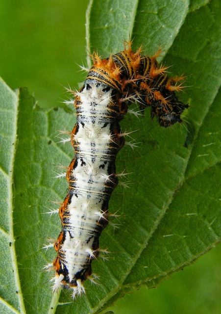 Nymphalis c-album - C-betűs lepke