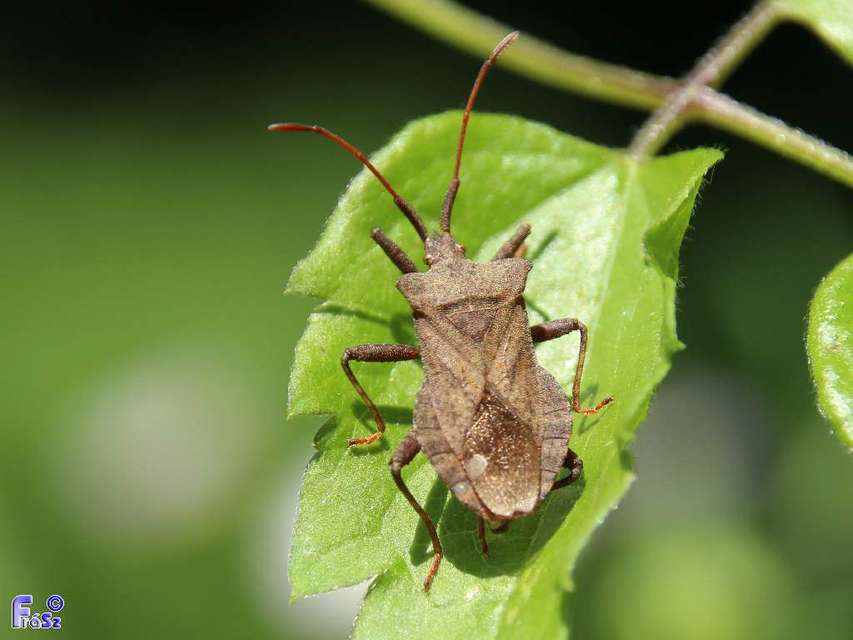 Coreus marginatus - közönséges karimáspoloska