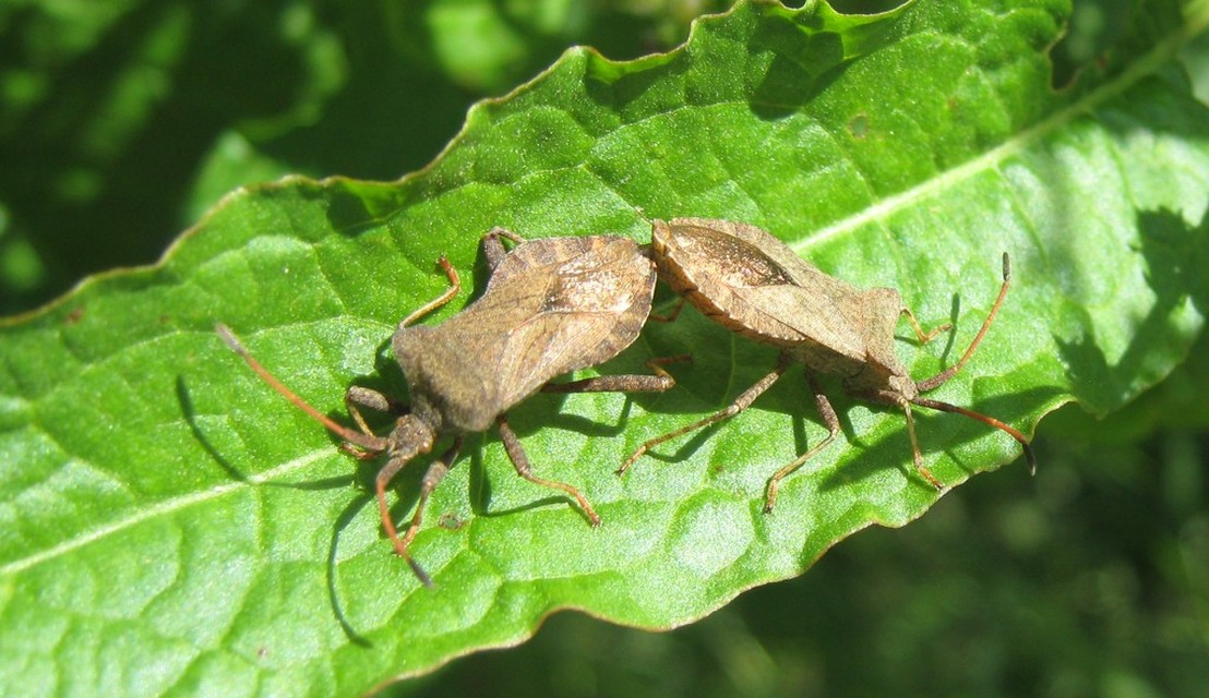 Coreus marginatus - közönséges karimáspoloska