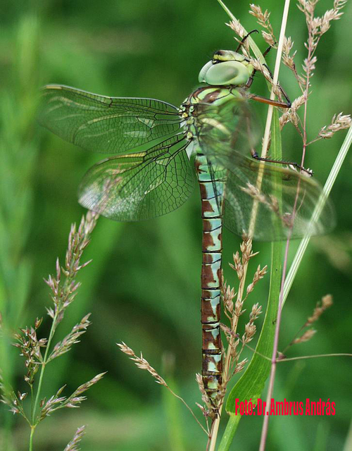 Aeshna viridis - kolokán-karcsúacsa Aeshna viridis - kolokán-karcsúacsa